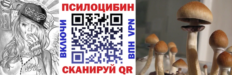 Псилоцибиновые грибы Psilocybe  Новотитаровская 